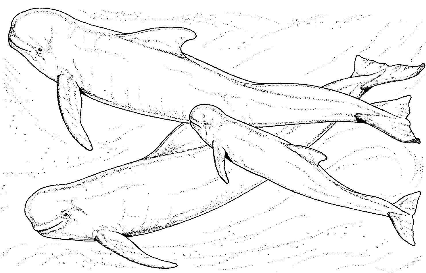 baby beluga coloring pages - photo #27