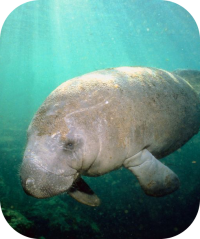 Manatee