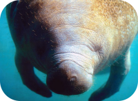 Diving Manatee