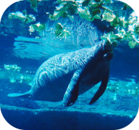Manatee Eating