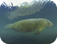 Swimming Manatee