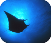 Manta Ray