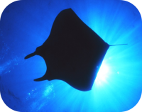 Manta Ray Photo