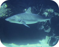 Shark Under Water