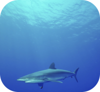 Shark Swimming