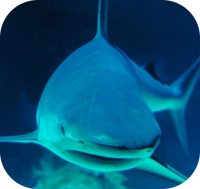 Shark Attack