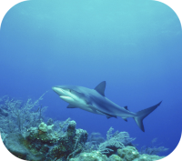 Swimming Shark