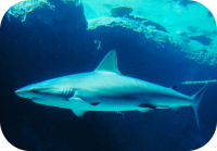 Shark Swimming