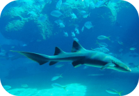 Sharks