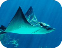 Stingray