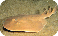 Ray