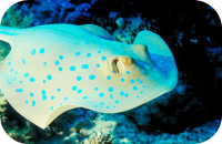 Stingray Photo