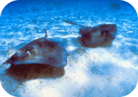 Stingrays