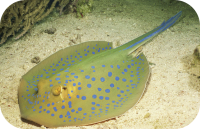 Stingray Picture