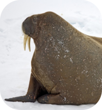 Walrus