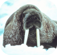 Tusked Walrus